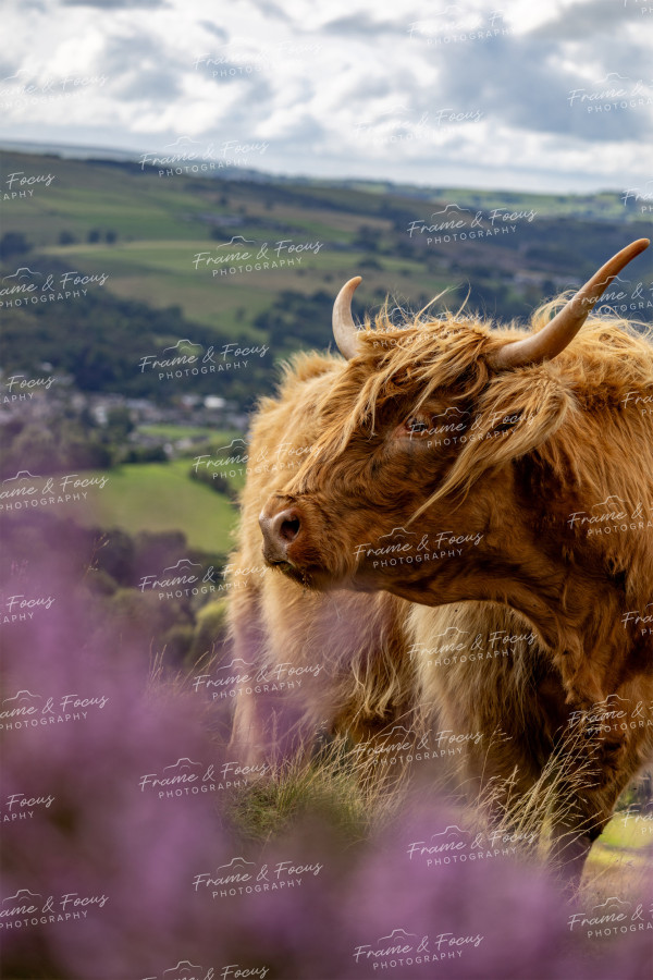 To buy a print or any of the below please click on the images